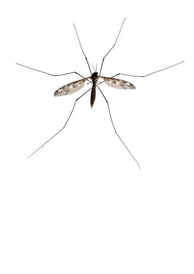 Mosquito Control Miami