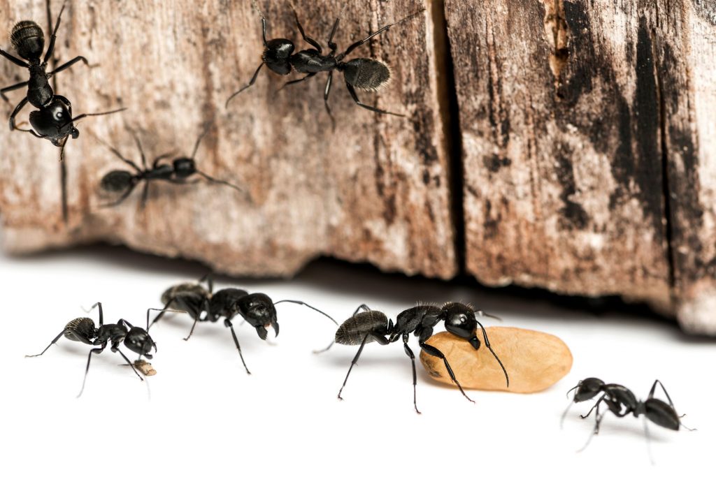 Ants go through metamorphosis, the eggs flap into larvae and are protected by workers. Understand the Ant life cycle for better Ant Pest Control