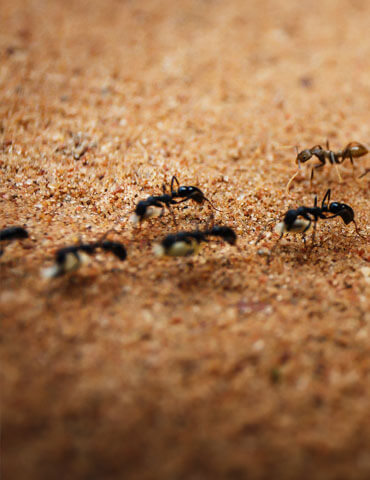 Ant Pest Miami