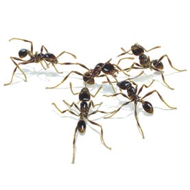ants Control